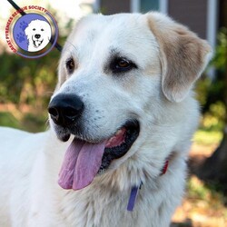 Adopt a dog:Ruby/Great Pyrenees/Female/Young,ADOPT HERE: Complete an Adoption Application for your Pyr-fect new family companion at https://gprs.rescuegroups.org/forms/form?formid=6206.

All dogs and puppies require VISIBLE fencing

Adoption fee: $325 (Adoption fee includes spay/neuter, heartworm test, rabies, distemper, parvo and health certificate for travel). Adopters located outside of Texas pay the cost of transport to an independent transport service ($250).

GPRS has proudly placed thousands of Great Pyrenees and GP mixes in the PNW for over a decade. Our volunteers have over 100 years combined experience fostering, screening, and placing this majestic breed into loving, forever homes. When adopting from us, you can rest assured that we provide life-long support and advice when it comes to your new family member. As always, our purpose is to find the best match for every unique dog that comes through our doors. Taking the time to find the right fit comes first and foremost at the Great Pyrenees Rescue Society. If you are interested in adopting, please take the time, and apply. You will see firsthand how much care, attention and love goes into the process, when you are guided a personal screener. This is why we have people come back again and again for their next family member! See all our dogs, fill out an application and discover why we are the BEST at placing the right dog in the right home! https://gprs.rescuegroups.org/.

ADOPTION, FOSTERING, AND DONATIONS are just some of the ways you can help a rescued dog. We have worked hard to cultivate a large network of volunteers to save this majestic breed. While monetary donations are always much appreciated, you can also help by donating your time as a GPRS foster or volunteer.

FOSTER HERE: Apply to foster at dog at https://gprs.rescuegroups.org/forms/form?formid=6281 .

VOLUNTEER HERE: Let us know your interests in helping our Pyr friends at https://gprs.rescuegroups.org/forms/form?formid=6272.