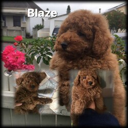 Adopt a dog:Toy Poodle Pure Bred RUBY RED, DNA CLEAR 2 GIRLS 3 BOYS, DOB 11/02/22/Poodle (Toy)//Younger Than Six Months,Toy Poodle, Ruby Red, Pure Bred, DNA clear by parentage, both parents tested and clear by Orivets full breed test. Very healthy pups, vet checked 24/2/22, and all clear. Immunised, microchipped and fully wormed. DOB 11/02/22, READY TO GO TO LOVEING NEW HOME 8/04/22. As at the 26/02/22, 6 weeks 1 day old. Colour of pups, is genuine and has not been enhanced or edited.FIRST VIEWINGS AVAILABLE THIS WEEKFor pease of mind, I am an experienenced, small ethical responsible registered breeder, I only have 2 litters a year, so that I can offer a well socialised, happy healthy pup. Quality rather than quantitiy, they are not negected in any way. They live indoors and regulary go outside to toilet.These pups have been vet checked and DO NOT, NOT, have lactating patella, a common knee joint condtion in many small breeds, costing around $3,200 to surgically remedy. Also by DNA they DO NOT have PRA, which is premiture blindness at three to 4 years young!These puppies are georgous, they have amazing thick soft coats like velvet, they are suplimented with Omega 3 fish oil to assist with brain development, joints eyes, good digestion, to give them the best start in life.DNA Orivet tested for both panents CLEAR AND NEGATIVE OF THE FOLLOWING:Degenerative MyelopathyPRA, premiture blindnessvon Willebrandsdisease Type 1Mucopolysaccharidosis VI poodle typeGanliosidosis GM2 Poodle TypeDNA reports available on viewingPoodles are aclaimed to be the second most itelligent breed available, with a non shedding coat, but must be brushed regularly, just a few minuets if done often, easy to train, loyal and loving nature, makes them the perfect inside family member and companion. Must go to good home.These pups are fed a healthy well balance diet that incudes chicken and Black Hawk puppy dry food.These pups have come from a long line of reds.5 pups, 2 girls and 3 boys, small to medium, $4200 to $5000 microchip numbers below:991003001385161, 991003001385176,991003001385166, 991003001385172, 991003001385173.I have Ruby girl, very happy social girl, lovely red, darkest and biggest in the litter, her tail wags 10 to the dozen, very cute SOL.D pending paymentBaxter, first born, very good little boy, smallest boy, snuggly, playful, and very good natured SOLD PENDING PAYMENTTeddy, one of two almost the same, second born, calm gentle and playful, he is a little shorter than his brother Blaze, Teddy $4,300Blaze loves to play and tubble with his brothers, 4th born, good boy eats and sleeps well $4,300Crystal a sweet adorable little girl smallest of the litter and last born, very well aportioned, just 800 grams at six weeks, Crystal on holdThe entire litter are very happy good natured pups, from very good natured parents. Pups socialise each day with bigger dogs, during outside play and toileting.Please contact for viewing of pups, available to view next weekend April 2nd and 3rd, 2022.More photos uploaded as pups grow, mum Dad last photos. Blaze and Teddy photos updated to 7 weeks of age.These pups are inside family pets, they require a fully fenced yard or court yard.Companion pets only.Parents DNA reports available to viewPuppy pack provided with lots of goodies, some dry food and fresh chicken & rice to help you get started at home.Transport may be able to be organised, direct flights only, at buyers expense, excluding long flights like WA, as the flight too long and too hard on the little pup.These pups are entireI am avalable for after sales support if required.Please email me with a few details about yourself and the kind of home you can offer these precious babies. If you are seriously interested and if you choose to leave your phone number I will call back.I do not respond to an SMS asking me to email, as recommended by Gumtree, due to risk of scammers.RPBA 956