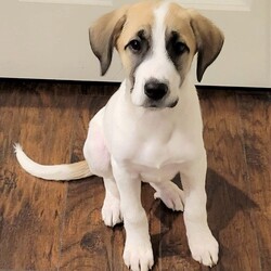Adopt a dog:Zavalla/Great Pyrenees/Female/Baby,Meet Zavalla. She is a Great Pyrenees and Anatolian Shepherd mix puppy born in rescue in December 2021. Zavalla is super cute and sweet and loves everyone she meets. She is curious, bouncy, fun, and loves cuddling.

Zavalla's foster mom says, 