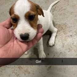 Parson terrier pups puppies /Parson Russell Terrier//Younger Than Six Months,terrier x beagle pups for sale, long legged8 weeks old ready to pick up today2 girls3 boysPhone calls only,Source Number: EE181368Microchip Numbers:956000011306495956000011307688956000012828713956000011311212956000012837048