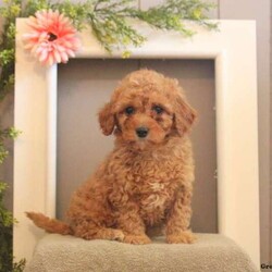 Daffy/Cavapoo/Male /8 Weeks,Check out Daffy, a sweet Cavapoo puppy! This fluffy fella is vet checked and up to date on vaccinations & dewormer plus the breeder provides a 30 day health guarantee for him. Daffy is also being family raised and is very friendly. If you are interested in bringing Daffy home with you, please contact the breeder today!