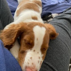Adopt a dog:MI/Blu/Brittany Spaniel/Male/Baby,Meet Blu who is a 4 month old boy. He loves to sit in his foster mom's or dad's lap. He is also happy playing with his fur sisters and brother. Blu has been moved around a bit in his short lifespan so we are looking for the perfect home for him. He does like to 