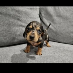 Adopt a dog:Purebred mini dachshunds/Other//Younger Than Six Months,Mini dachshunds available to there new forever home1x Black and Tan male 25003 x chocolate boys available 25001 x sliver dapple female 3500All puppies come VET checked, wormed, microchipped, vaccinated, and will come with a puppy pack with all their details and parents details along with some comforts to help them transition to their new homes.All puppies are raised in a loving home with pups have been exposed to noise and children and have both indoor and outdoor play. They are given a lot of love and attention, provided routine feeding, sleeping and playtimes to encourage positive future behaviours. Pups have been raised in a family farm environment so are used to children and other livestockIm excited to see our puppies go to a loving home to where new family’s can enjoy cuddles and dachshunds quirky play times - Minature Daschunds are loyal affectionate companians who require attention they love nothing more than a cuddle day on the lounge and walks to the parkPhotos featured are of all puppies from the litter and their parents.More photos and videos can be provided upon request. Viewings are recommended and easily arranged. Happy to FaceTime if to far for buyers to travel I work in Sydney almost everyday so happy to meet in Sydney or nowraNO TIME WASTERS PLEASE.If you are interested in one of our puppies or would like more information, please contact me. I am happy to answer all/any questions you may have about the puppiesSire cash (choc pied ) PRA & DNA clearMum Silver Dapple PRA & DNA CLEARDNA Clear of all hereditary diseases by parentageCall me please or text ******1368 REVEAL_DETAILS 991003001090566Breeders numberRpba 4950
