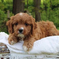 Vanessa/Cavapoo/Female /10 Weeks,Say hello to Vanessa, a beautiful Cavapoo puppy who is ready to join in on all the fun at your place! Vanessa is vet checked and up to date on shots and wormer, plus comes with a genetic health guarantee provided by the breeder! If you would like more information on Vanessa, please contact Christopher Stoltzfus today!
