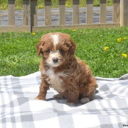 Hallie/Cavapoo/Female /7 Weeks,Check out Hallie, an adorable F1B Cavapoo puppy who loves to play! This wiggly gal is vet checked, up to date on shots and wormer, plus comes with a 30 day health guarantee provided by the breeder. Hallie is being family raised around kids and can’t wait to become your new best friend! If you are interested in adopting this cutie, please contact the breeder today!