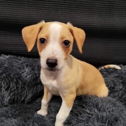 Adopt a dog:Don Julio/Chihuahua/Male/Baby,Don Julio: Hi! My full name is Don Julio. Most days I go by just Don or Julio, but, if I'm feeling extra spicy, then it's the full Don Julio. At 8 weeks, I am about 2 pounds of mostly head and belly. I have very little legs, but my foster mom always says she's impressed by how quickly I get around. I am currently living with my brothers and sisters, where we are being trained to only potty and poop on pee pads (all I can say is I am a work in progress, and if and when I do mess up, please blame my bladder not my heart). I LOVE people. Really, they are my favorite. My foster home has two other dogs (one big one small) that I like to sniff and play with. Not sure what a cat is, but I'd probably be open to meeting one as long as they don't swat at me. I am fragile--remember 2 pounds and little legs--so just know that I need gentle handling and extra care when being picked up. Oh, and I give great nose kisses. I don't have any health issues (that I'm aware of!) Out of my bunch, I’m pretty chill and mostly want to snuggle in your lap. One last thing, I'd be the perfect companion to any happy hour outing (how cute would I be sitting with you at a bar, especially with a name like Don Julio!) AND I'd also be an AMAZING post-happy hour cuddle buddy. I give my foster mom cuddles at least twice daily. 