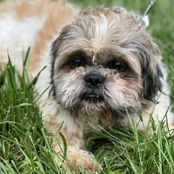Adopt a dog:Theodore/Shih Tzu/Male/Adult,*FAMILIES INTERESTED IN THEODORE MUST HAVE ANOTHER DOG AND A FENCED IN YARD*

This sweet boy is ready to be a loved pet! Theodore is a 7 year old neutered male Shih Tzu who weighs 21 lbs. Theodore came to All 4 Paws from a commercial kennel after he was no longer wanted for breeding purposes. Now safe in his foster home, Theodore is slowly learning what the life of a cherished indoor pet is like and he's loving every minute of it! Theodore doesn't have a mean bone in his body and is quickly learning to trust those around him. He's got a lot of personality, an adorable smile, and is adapting to his new lifestyle pretty quickly! Being around other dogs seems to give him comfort and he instantly perks up and wags his tail when his canine foster siblings are around. Theodore has never been on leash before so he will need a home with a physically fenced in yard so he can safely enjoy the outdoors. He loves wandering around on the grass and exploring - something he's never been able to do before now! We have no doubt Theodore will flourish in his forever home... all he needs is a patienct and compassionate family to give him a chance. Please help us find Theodore the forever home he's been waiting his entire life for! 

Interested in adopting? Take the first step and complete an adoption application on our website: https://www.all4pawsrescue.com/
We are a foster based organization, so we do not have a facility to visit. Please read our FAQs to learn more: https://www.all4pawsrescue.com/faq
Follow us on Facebook for foster updates and a full list of our adoptable pets: https://www.facebook.com/all4pawsrescue/