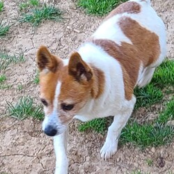 Adopt a dog:Larry/Jack Russell Terrier/Male/Senior,You can fill out an adoption application online on our official website.My name is Larry. My dog family and I were taken in by the shelter. A nice lady contacted All Mutts Matter and we found rescue. I am a sweet boy once I know you are not going to hurt. I would do best in a cal quiet house. I would love to be someone's companion. I am approximately 8 years old. I am a Jack Russell maybe a mix. I have had all my vetting completed and I am ready for adoption. Please go to allmuttsmatter.org and apply for Larry if you are looking for a senior guy to hang out with. Love Larry