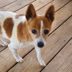 Adopt a dog:Larry/Jack Russell Terrier/Male/Senior,You can fill out an adoption application online on our official website.My name is Larry. My dog family and I were taken in by the shelter. A nice lady contacted All Mutts Matter and we found rescue. I am a sweet boy once I know you are not going to hurt. I would do best in a cal quiet house. I would love to be someone's companion. I am approximately 8 years old. I am a Jack Russell maybe a mix. I have had all my vetting completed and I am ready for adoption. Please go to allmuttsmatter.org and apply for Larry if you are looking for a senior guy to hang out with. Love Larry