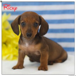 Ricky-Mini/Dachshund/Male /6 Weeks,Meet Ricky, a happy and healthy Mini Dachshund puppy ready to win your heart! This kissable pup is vet checked and up to date on shots and wormer. Ricky can be registered with the ICA and comes with a health guarantee provided by the breeder. This amazing pup is family raised with children and would make the sweetest addition to anyone’s family. To find out more about Ricky, please contact Ella today!