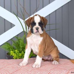Belle/Boxer/Female /7 Weeks,If you’re looking for an adorable Boxer puppy who is great with children, look no further because Belle is the one for you! This cute pup is scheduled to be vet checked and up to date on shots and wormer by this week! She can be registered with the AKC, plus comes with a health guarantee provided by the breeder! Belle is well socialized and being family raised with children as well, making her a perfect addition to your family home! If you would like more information on Belle, please contact Ivan Lapp today!