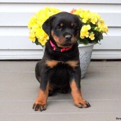 Carmen/Rottweiler/Female /6 Weeks,Carmen is a cute Rottweiler puppy who loves to romp around and play! This friendly gal is family raised with children and is well socialized. She is vet checked and up to date on shots and wormer. Carmen can also be registered with the AKC, plus comes with a health guarantee provided by the breeder. To learn more about this charming pup and how to claim her as your own, please contact the breeder today!