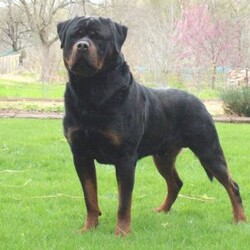 King/Rottweiler/Male /8 Weeks,Meet King, a friendly Rottweiler puppy who loves to explore. This sharp fella is vet checked, up to date on vaccinations & dewormer, plus the breeder provides a 1 year genetic health guarantee for King. He can also be registered with the AKC. To learn more about this cutie, please call the breeder today!