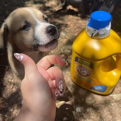 Ren/Pit Bull Terrier/Male/Baby