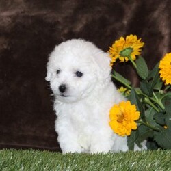 Archie/Bichon Frise									Puppy/Male	/8 Weeks,Here comes Archie, a sweet and lovable Bichon Frise puppy! This happy pup is vet checked and up to date on shots and wormer. Archie can be registered with the ACA and comes with a health guarantee provided by the breeder. This wonderful pup is family raised with children and would make the best addition to anyone’s family. To find out more about Archie, please contact Sam today!