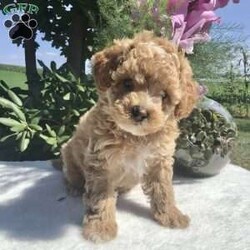 Mercedes/Miniature Poodle									Puppy/Female	/6 Weeks,Meet Mercedes! A gorgeous well socialized miniature poodle. She is up to date on shots and wormer 