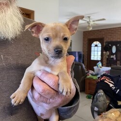 Adopt a dog:Chihuahua///Younger Than Six Months,2 beautiful pure breed chihuahua puppies have been chipped &vac vet check wormed every 2 weeks very cheeky & full of mischief