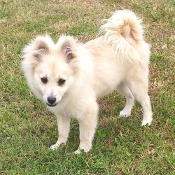 Adopt a dog:Absolutely Gorgeous Pure Breed Pomeranian Girl Very Quite/Pomeranian//Younger Than Six Months,Absolutely gorgeous pure breed pomeranian girl very quite and house trained. she loves to play, loves cuddles great with kids, adults, and dogs. She won't require a big or small yard as she's only a small size pom breed she is an indoor/outdoor dog she is happy either way. Also we have another 1x girl from the same litter still available as you can see in one of the pictures. She is an excellent pawesome companion. We are very sadly looking for their forever home as we are going overseas for a while, she would make a great bestfriend.NCPI # 9003212BIN # BIN0009994203758