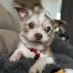 Adopt a dog:Gizmo/Brussels Griffon/Male/Adult,**Bonded: Must be adopted with Junnie**

*Must be adopted in the Central Florida area*

Meet Gizmo! This 10-year-old, 17-lb Brussels Griffon Blend is a goofy little boy who is sure to put a smile on your face! 


	General Behavior: Gizmo is a sweet couch potato who enjoys a good cuddle with his humans and his best friend, Junnie. He is his foster mom's shadow and wants to know what you are doing at all times. 
	Likes & Dislikes: Gizmo, like his friend Junnie, enjoys squeaky toys. When his human comes home, he will run and grab the nearest toy to show off. He also loves going on walks.
	Training: Gizmo has good basic manners, and walks very well on a leash. He does well with his house training if let out frequently. 
	Medical: Gizmo is a healthy pup. He will just need his monthly heartworm and flea prevention. 
	Other Animals: Both boys do well with other calm and laid-back dogs. Cuddling with their feline friends is one of their favorite past times. 
	Children: Junnie and Gizmo do well with children of all ages. 
	Home: These little couch potatoes would do well in a single-family home, townhome, condo, or apartment.
	Grooming: Gizmo will not need any elaborate grooming, but will need a trim and a basic groom about every 10 weeks.
	Overall: Gizmo and Junnie are an adorable duo and will be sure to put a smile on your face every day! 


Ready for some cuddles from these boys who are ready to find their forever home? Then visit our website at www.PoodleandPoochRescue.org where you will find the application to adopt. You'll be put in contact with their foster family if it's a match. They are up to date on vaccines, heartworm negative, microchipped, and neutered. The adoption donation for this duo is $350.