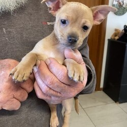 Adopt a dog:Chihuahua///Younger Than Six Months,2 beautiful pure breed chihuahua puppies have been chipped &vac vet check wormed every 2 weeks very cheeky & full of mischief
