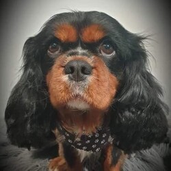 Purebred Registered Cavalier King Charles Spaniel Puppies/Cavalier King Charles Spaniel//Younger Than Six Months,Sutrey KennelsCutie Patootie Cavoodles (Theodores), CKCS offer the following beautiful male puppies to the best of homes, born 27/08/2022, available for pick up from 22/10/2022.Blenheim Male $4500Ruby Male 1 $5000Ruby Male 2 $5000The first 3 pics are the available pups and then mum Sutrey Sweet as Sugar (hip, elbow, patellar, heart certified, DNA, health tested and dad Kendrick Fletcher (DNA and health tested)We are small, responsible, reputable, ethical, MDBA breeders, producing quality purebred, registered puppies, raised in a safe loving home on 10 acres.Puppies are raised inside our home using Puppy Culture and Badass Breeder protocols ensuring excellent socialisation with people, other pets, noises and various situations, they also have the starting of basic training including crate and toilet training before they join your family.Puppies come with MDBA limited registration papers, a puppy pack, 6 weeks pet insurance with Petcover, BOW WOW puppy information booklet, breed specific information and videos, basic training videos, health certificate, up to date vaccinations, worming and desexing (unless othwerwise agreed upon) with a contracted deposit, health guranteee, refund and lifetime return policy.Find us on rightpaw at https://rightpaw.com.au/l/cutie-patootie-cavaliers/61317ac2-f561-4f94-b853-ea49fdf3b0d2 or checkout our web site www.cutiepatootiecavoodles.com.auMDBA 25683For more of our personal details to verify our registration with MDBA please contact usBIN B000614123Email cut******@******com REVEAL_DETAILS Call Georgia ******4961 or Jessie ******9486 REVEAL_DETAILS 