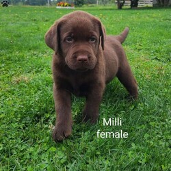 Milli/Chocolate Labrador Retriever									Puppy/Female	/7 Weeks,Milli is 1/4 American, 3/4 English chocolate and comes from intelligent, champion bloodlines. Super sweet and just waiting for her forever home. She’s offered with limited AKC registration, first shots, dewormed & Micro chipped. Full registration available. 