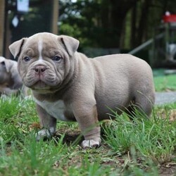 Adopt a dog:Micro exotic bully puppy///Younger Than Six Months,Micro exotic bully pup male. 2 times bape and 2 times veneno blood lines. 25k negotiable. Born 22nd July 2022. Microbully Australia central coast and coasties bullies on Facebook or Instagram. Or call blake on ******0848 located near terrigal. REVEAL_DETAILS 