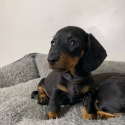 Adopt a dog:REDUCED & URGENT very tiny mini dachshunds purebred 8 weeks/Dachshund//Younger Than Six Months,Hi all!1x female1x male (last photo on the right)We are looking for the perfect homes for our mini dachshunds. We are wanting to make sure it’s the perfect home when we rehome them ☺️ These photos were taken recently. These puppies were purchased as family pets.They will come up to date with vaccinations, microchipped, wormed every 2 weeks. Both parents were DNA cleared of common diseases. Mum was a silver dapple, dad was a Black and Tan.They are so small and so sweet. They weigh just over 1kg each- they’re so cute. Their parents weighed about 4kg so they will be small adults.Please message for more detail