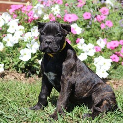 Juniper/Cane Corso									Puppy/Female	/9 Weeks,Meet Juniper, a sweet and lovable Cane Corso puppy ready to win your heart! This kissable pup is vet checked, up to date on shots and wormer, plus comes with a health guarantee provided by the breeder. Juniper is family raised with children and would make the best addition to anyone’s family. 