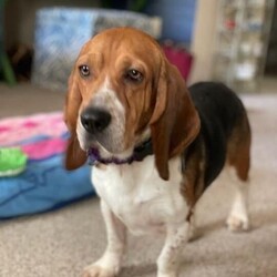Adopt a dog:Andy/Beagle/Male/Adult,Andy is a very friendly Beagle. He gets along well with other dogs and is great with kids. Will make a wonderful family dog.