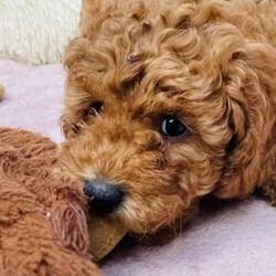 Adopt a dog:Beautiful Red Toy Cavoodles Ready Now!///Younger Than Six Months,These beautiful pups have been bred in our loving and caring home.Puppies have been given the best possible start to their lives and will be ready for their forever home on from the 8th of September.There are 2 x girls and 1 x boy available.Pups are non-shedding and hypoallergenic.We have a very distinctive way of raising our pups and you will see it in their gentle and friendly personalities apart from their fantastic teddy-bear looks and strong red color. We let them roam freely in our living room instead of being caged, they listen to live music everyday! get exercised a few times a day and almost fully toilet trained by the time you take them home.Mum is a 5kg first generation Cavoodle and dad a 5kg Toy Poodle. Both are the most intelligent and loving dogs you could imagine.These pups are well socialised with my daughters (10 and 12 y/o).They are used to house noises, other dogs and even live gentle music.They are of course fed the best puppie food available so we make sure they get what they need for their proper and healthy development.NSW Registered Breeder ID B000612925Please dont hesitate to contact me if you have any questions or would like to arrange a visit.