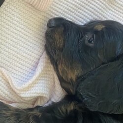 Adopt a dog:Mini Long Hair Dachshund Pups/Dachshund//Younger Than Six Months,1 male & 1 female remaining.4 weeks todayWill be ready mid OctoberLocated Townsville but transport is available.Will be vaccinated/vet checked and microchiped before leaving for their forever homes.Mum is shades red and dad is a Black and Tan pm for more information and to view