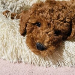 Adopt a dog:Beautiful Red Toy Cavoodles Ready Now!///Younger Than Six Months,These beautiful pups have been bred in our loving and caring home.Puppies have been given the best possible start to their lives and will be ready for their forever home on from the 8th of September.There are 2 x girls and 1 x boy available.Pups are non-shedding and hypoallergenic.We have a very distinctive way of raising our pups and you will see it in their gentle and friendly personalities apart from their fantastic teddy-bear looks and strong red color. We let them roam freely in our living room instead of being caged, they listen to live music everyday! get exercised a few times a day and almost fully toilet trained by the time you take them home.Mum is a 5kg first generation Cavoodle and dad a 5kg Toy Poodle. Both are the most intelligent and loving dogs you could imagine.These pups are well socialised with my daughters (10 and 12 y/o).They are used to house noises, other dogs and even live gentle music.They are of course fed the best puppie food available so we make sure they get what they need for their proper and healthy development.NSW Registered Breeder ID B000612925Please dont hesitate to contact me if you have any questions or would like to arrange a visit.