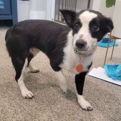 Adopt a dog:Tuesday/Border Collie/Female/Young,Hello Everyone! My name it Tuesday. If you think my name is cute. Please check out my shelter friend named Wednesday who is also on our website! I am a 1 year old female mini border collie / heeler mix. I am 17 lbs. My foster mom says I can put on some weight since I am so skinny. What do you expect?! I came REALLY scared from the shelter before coming to my comfy foster home now. However, I'm still looking for my permanent place to crash. Can it be yours?

This is what my foster mom has to say about me :
Tuesday is as docile as a sweet dog can get. She walks well on the leash when she is familiar with her surrounding but is not very keen to walk very fast if introduced to a new place. She will look to her human to reassure her with an encouraging voice. She is almost fully house broken. I will say we're at a 90% success rate. I believe with a solid routine she will understand that going outside is not just play time. It's also potty time. If you love a cuddly needy dog. Tuesday is the one for you. She does well on car rides as long as you show her she isn't just going somewhere scary (shelter, vet) I think she was afraid of car rides when I first got her because she only had poor experiences. Now she has gained her confidence and will willingly go into her crate in my car as she knows we're either going home or going off to the office. She may not be winning fetch awards (mainly because I think she just doesn't know how and doesn't know what to do with toys) She will definitely win your heart over with her snuggling skills and those huge doll eyes.

She sleeps quietly on her bed in her crate at night and has learned that is her safe hang out place. She is with me most of the day as I bring her to my office and she willingly puts herself to sleep in a crate at my office (with the door open). As long as she can see you she doesn't have a problem quietly hanging. She is quite the smart cookie. If your daytime routine consists of long morning walks while coming home for a night of snacking, snuggling and romantic comedies. She will be very happy to hang and do all of those with you as she does with me. She will need to gain some confidence as she is quite shy and unsure of herself. But I think with some time and lots of love she will flourish beautifully. She may be your perfect girl.

Tuesday's adoption fee of $350 includes vet exam, age appropriate vaccinations up to the point of adoption, fecal test, wormer, spay and microchip. A secure privacy fenced yard, no pool and children over 5 years are required for her safety.

If you live in the Austin, TX area and are interested in adopting, please fill out our rescue's application: http://forgottenfriendstx.org/adoption-application/

Adoption decisions are based on the best overall match and not done on a first-come-first-serve basis. Thank you for your interest!