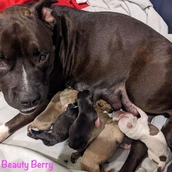 Adopt a dog:Rocket/Pit Bull Terrier/Male/Baby,This is one of Beauty Berry's sweet puppies 8 weeks old soon. They are all healthy, playful, adorable puppies available for adoption Sept. 28th in Lakeland.