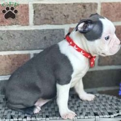 Oliver/Boston Terrier									Puppy/Male	/9 Weeks,Meet Oliver, He is a beautiful and healthy, Akc registered Boston Terrier puppy, he is up to date on his shots and wormer and he is being well socialized with.