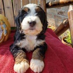 Molly/Bernedoodle									Puppy/Female	/6 Weeks
