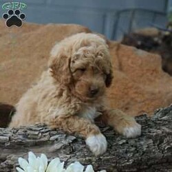 Alex/Mini Goldendoodle									Puppy/Male	/6 Weeks,Here comes Alex, an adorable Mini Goldendoodle puppy ready to give you lots of puppy kisses! This playful pup is vet checked, up to date on shots and wormer, plus comes with a health guarantee provided by the breeder. Alex is family raised with children and would make the best addition to anyone’s family. To find out more about this sweet pup, please contact Benuel and Rachel today!