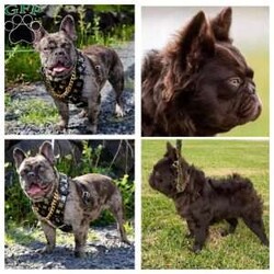 Coco Fluffy Male/French Bulldog									Puppy/Male	/6 Weeks,Visual fluffy coco male with the structure, build, and genetics to elevate your program. This guy comes from thick, compact lines. Vet checked prior to leaving, AKC in hand-don’t sleep on this guy. 