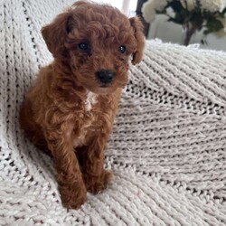 Oliver/Toy Poodle									Puppy/Male	/11 Weeks,Oliver is up to date with vaccines and dewormer he is a registered toy poodle mom is 7 lbs dad is 5 lbs