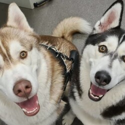 Siberian Husky Puppies/Siberian Husky//Younger Than Six Months,5 beautiful female pups still looking for there new forever homes :)They are currently 9 weeks old and ready to go asap :)Pups come Microchipped, vaccinated and documents :)Photo of mum and dad attached alsoPups are very playful and very friendly love to be around other people and kids :)We own mum and dad and they're both very well looked after dogs :)