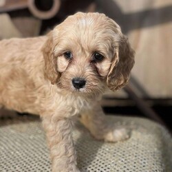 Qantas/Cockapoo									Puppy/Female	/8 Weeks,Meet Qantana! This beautiful little girl is ready for you!  Farm raised.  Quatana is vet checked, wormed, and up to date on shots.  CoMe see her today 