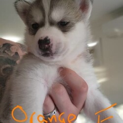 Siberian Husky Puppies/Siberian Husky//Younger Than Six Months,5 beautiful female pups still looking for there new forever homes :)They are currently 9 weeks old and ready to go asap :)Pups come Microchipped, vaccinated and documents :)Photo of mum and dad attached alsoPups are very playful and very friendly love to be around other people and kids :)We own mum and dad and they're both very well looked after dogs :)
