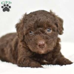 Kai/Mini Goldendoodle									Puppy/Male	/5 Weeks,To contact the breeder about this puppy, click on the “View Breeder Info” tab above.