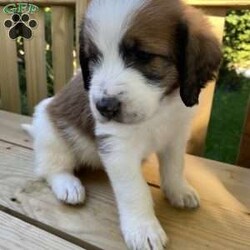 Puppies/Saint Berdoodle									Puppy/Male	/5 Weeks,We have New addition to our Pet Family, Lisa(Mom) and Dexter (Dad) are welcomed their F1 Saint berdoodle  puppies, they are born on 08/21/22.  Both parents are AKC  and CKC registered, Lisa(Mom) is a standard size Saint I Bernard (90lbs) with the Classic Golden and White color, Dexter (Dad) is a Standard Poodle (65lbs) with a White and Black color coat.   The puppies will have their current vaccinations and deworming, they’ll be given a clean bill of health by their vet.  Ready to go to a new home on October 21.  We’re currently taking $300 a litter deposit to reserve your puppy.  Let me know if you’re interested in pictures or Video/ Live Chat.