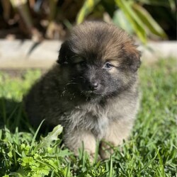 Adopt a dog:Pomeranian puppies - ready to go!/Pomeranian//Younger Than Six Months,We have some stunning Pomeranian pups available. Pups are currently all microchipped, first vaccination done and a vet health check completed. They had 1/3 Aussie Pom (Australian Shepherd X Pomeranian) in them, they will be small compact and fluffy.Price varies depending on colour.Pomeranians are incredibly intelligent, playful and loving.Responsible Pet Breeders Australia - breeder number: 5259BIN: 0010706365198Please feel free to contact us here, or on our social media.Facebook - Pomsky & Aussie Pom Pups - Gold CoastInstagram: @fluffyduffypuppie