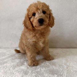 Linda/Mini Goldendoodle									Puppy/Female	/11 Weeks,Beautiful Mini Goldendoodles F1B’s playmates ready to go home with you.  Family raised with kids.  Solocilized, vet checked, wormed and up to date with shots. Mom is Mini Goldendoodle and dad a mini poodle. Call today.