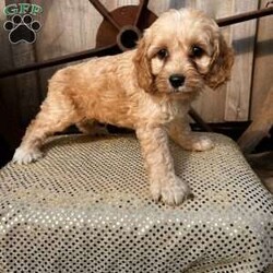 Qantas/Cockapoo									Puppy/Female	/8 Weeks,Meet Qantana! This beautiful little girl is ready for you!  Farm raised.  Quatana is vet checked, wormed, and up to date on shots.  CoMe see her today 
