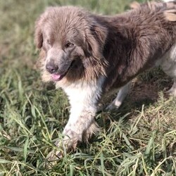 Winston/Newfoundland									Puppy/Male	/6 Weeks,To contact the breeder about this puppy, click on the “View Breeder Info” tab above.