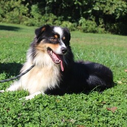 Adopt a dog:Chickpea/Australian Shepherd/Female/Young,This one-year-old Australian Shepherd came to ACSKC as a stray. She was very shy at first, especially when she was led on leash for her daily walks. But she wasn't shy for long! By the time her stray hold was up, she had gained her confidence, and was wagging her nub tail at anyone who came to see her! Chickpea now walks easily on leash. She does jump up on people to say hi and when she's excited, which is all the time! For this reason, we recommend that kids in the home are 12 and older lest she knock them over. She loves other dogs and wouldn't mind sharing a home with them! Chickpea has lots of energy, which is to be expected of her breed. She will need to have a daily outlet for exercise, and her owner should expect to take her frequently to the groomer. Chickpea has been spayed, microchipped, and is housetrained! Meetings and adoptions are currently by appointment only. Please go to our website, kenthumane.org/adoption-application to get started.Once approved, we will call you to set up an appointment to meet with them!